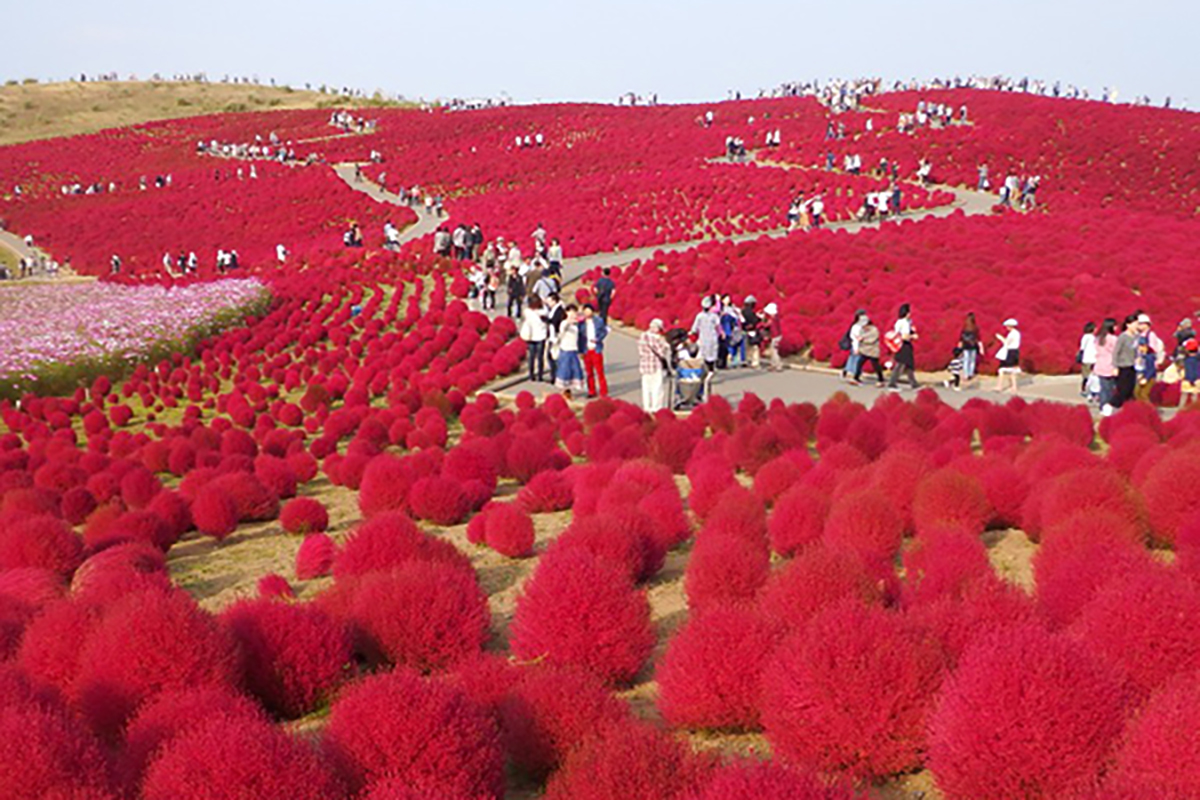 海浜公園 ひたちのくにめぐりん号 海浜公園 ひたちのくにめぐりん号